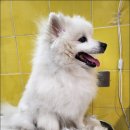 도도한강아지 | 도도한강아지에서의 강아지 미용 후기