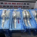 선수수산 | [대구] 매천시장 대방어 생굴 시세 | 굴 손질법 과메기 가격 수산시장 방문 후기