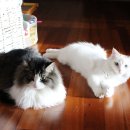 랙돌하우스 이미지