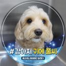 보탬메디칼 | 강아지 귀 안에 풀씨 내시경으로 제거했어요!