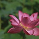 사주명리학&성명학 이미지