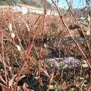 당골농장 이미지