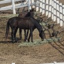 서삼릉길 이미지