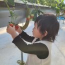 곰농장 | 20개월 아기와 논산 딸기 체험 후기(놀거리 많은 또로롱딸기 농장)