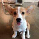 원당애견미용 이미지