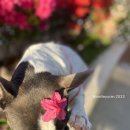 감성있개 이미지