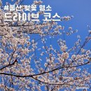 쇠평마을 | 울산 드라이브 벚꽃 보면서 즐기기 좋은 코스 동구 울주군