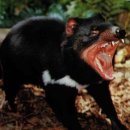 테즈메이니아 데블 (Tasmanian devil) 이미지