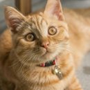 샤인고양이메디컬센터 이미지