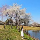 화랑유원지_암벽등반장주변 | 안산 벚꽃 명소, 안산호수공원과 화랑유원지 봄나들이 코스