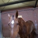 승마클럽 영풍 이미지