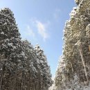 축령산 치유의 숲 안내센터 이미지