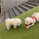 세븐 독 이미지