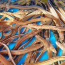 바다&장어 이미지