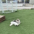 올바른펫 이미지