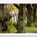 지에스25강릉남항진항점 | 2025년 강릉 벚꽃 명소 개화 만개 시기