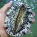 전복총각 이미지