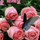 악출허