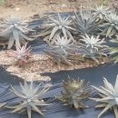 솔골농장 이미지