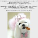 제이피앤피 | 강아지 잠복고환 수컷중성화 수술 + 말티즈 스포팅 가위컷[분당 판교동물병원]