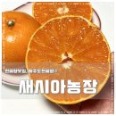 천리농장 | 천혜향맛집 새시아농장 달콤상콤베리 쪼아