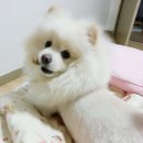 유한동물병원