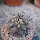 유럽실생 중형 흑왕환(Copiapoa cinerea) 이미지