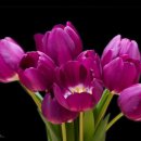 푸르른날 이미지