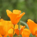 California Poppy 'Super Bloom' in Lake Elsinore, CA [March 6, 2019 - PST] 이미지