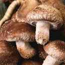 주식회사송이향 이미지