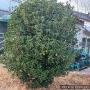 어곡초등학교 이미지