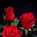 영산홍어 이미지