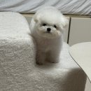강아지 계단 | 스몰스터프 플럼프 스텝 퍼 에디션 후기