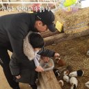 정선아기동물농장 이미지