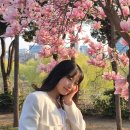 목련7단지_서 | 서울 당일치기 봄꽃 명소 3대장 (홍목련, 홍매화, 벚꽃)
