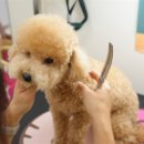 왈왈 살롱 이미지