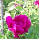 향-녹음의 계절 이미지