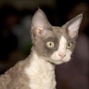 묘랑나랑 이미지