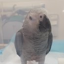 금쪽같은 내새끼 동물병원 이미지