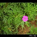 들꽃마을 이미지