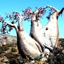 환상의 섬 이미지