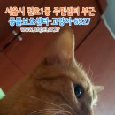 고양이를찾습니다,코숏,수컷,서울시 강동구 천호1동 주민센터 부근입니다. 이미지
