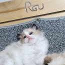 이안캐터리