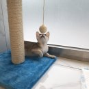 압구정동물의료센터 이미지