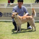 금화애견 이미지