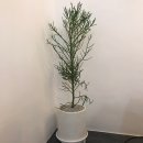 엘플라워 이미지