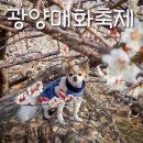 테마죤 | 반려견 동반 봄꽃여행 광양 매화축제 당일치기로 다녀온 후기(26.3.17.)