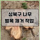 양천스카이유도체육관 | 성북구 나무 벌목 제거 작업 방법