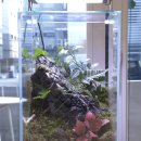 내 책상위의 작은 숲 테라리움 이미지