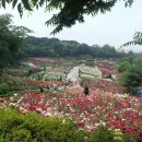 장미농원 이미지